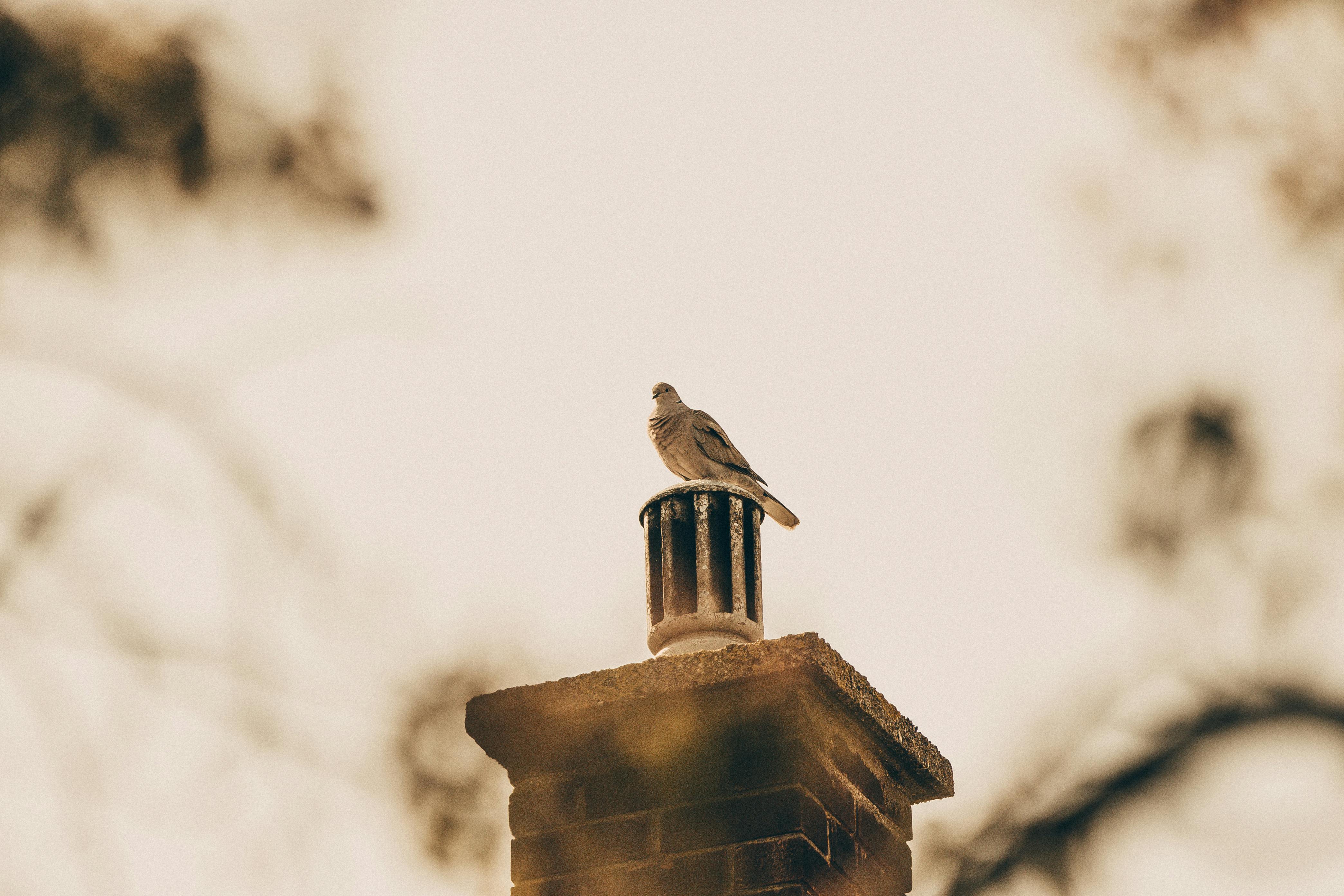 Quality Chimney Caps and Dampers Installation in Pikesville, MD Professional Chimney Cap and Damper In Pikesville Maryland